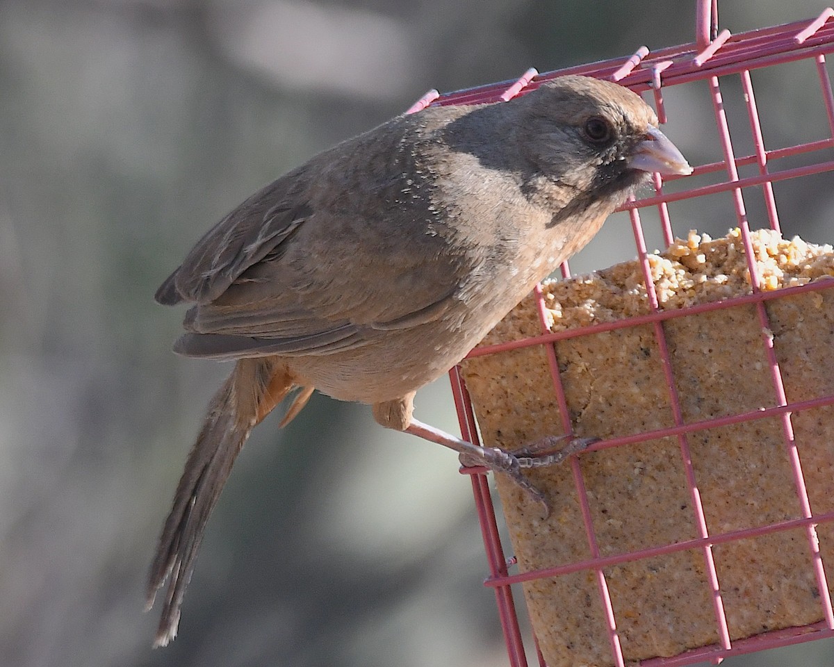 Abert's Towhee - ML638253629
