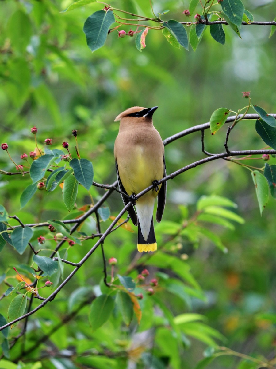 Cedar Waxwing - ML638253636