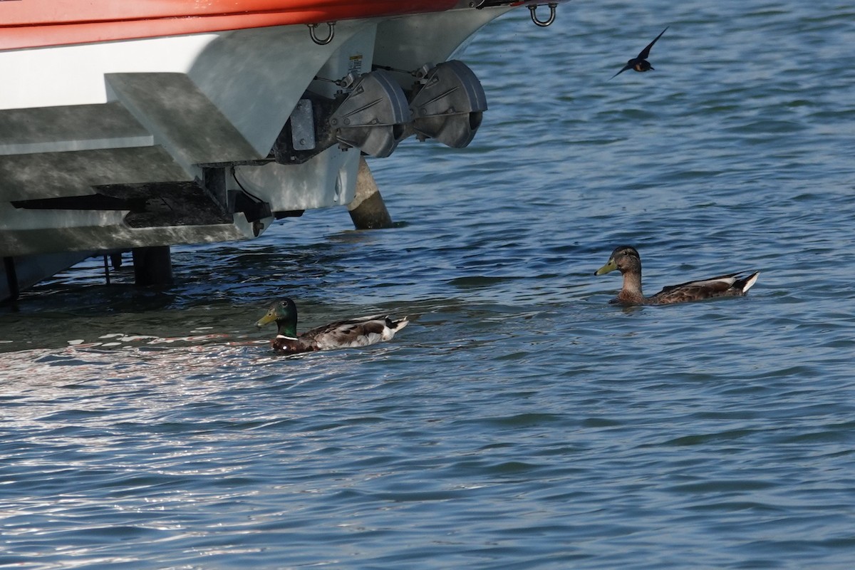 Canard colvert - ML638253637