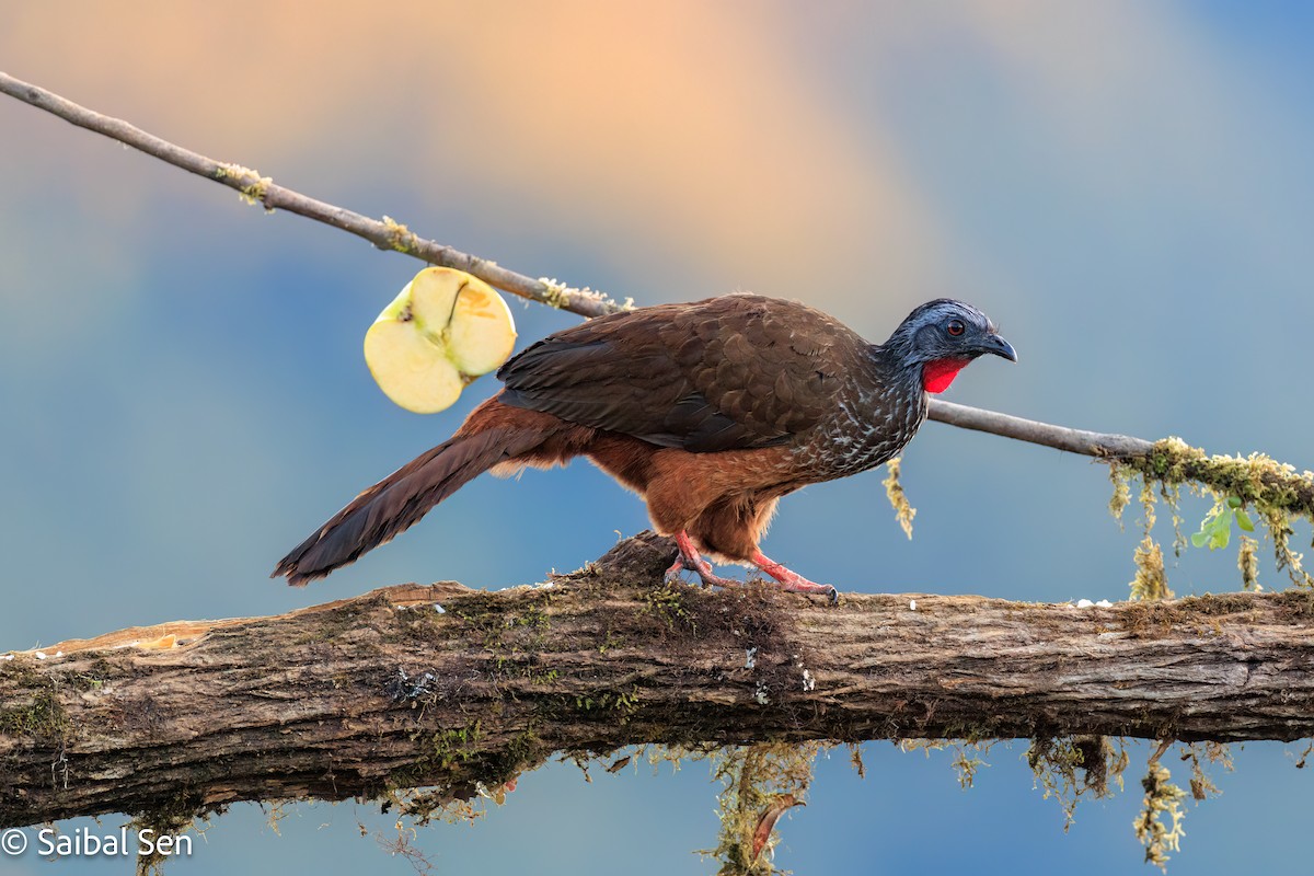 Andean Guan - ML638253649