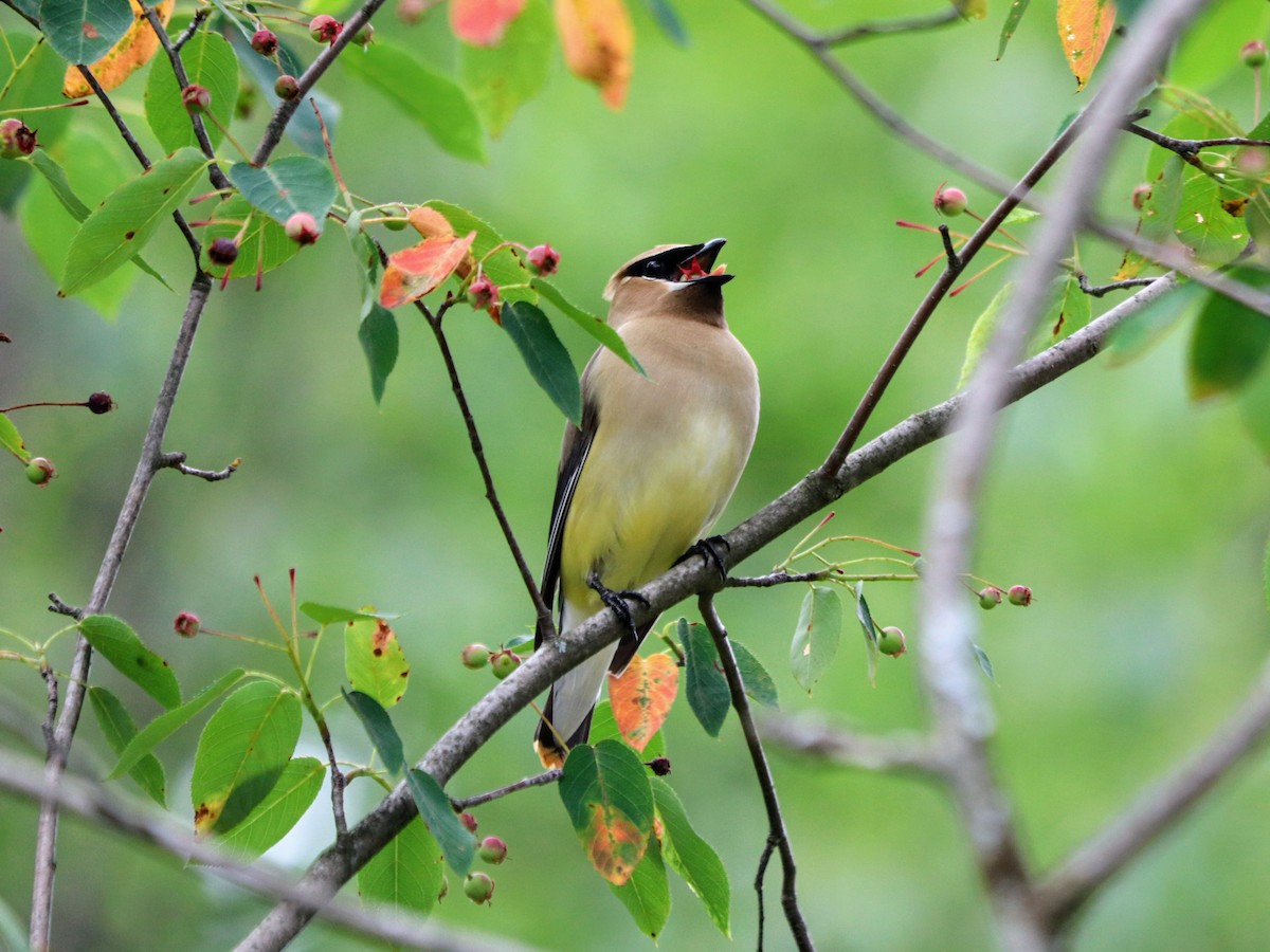 Cedar Waxwing - ML638253651