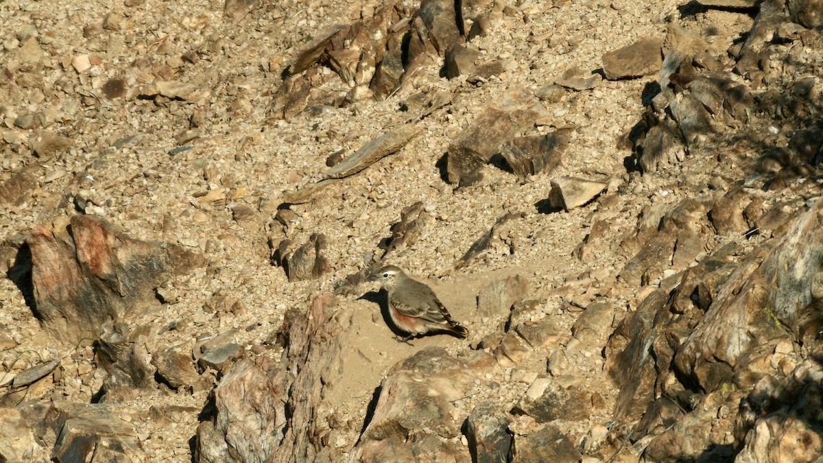 Rufous-banded Miner - ML638253654