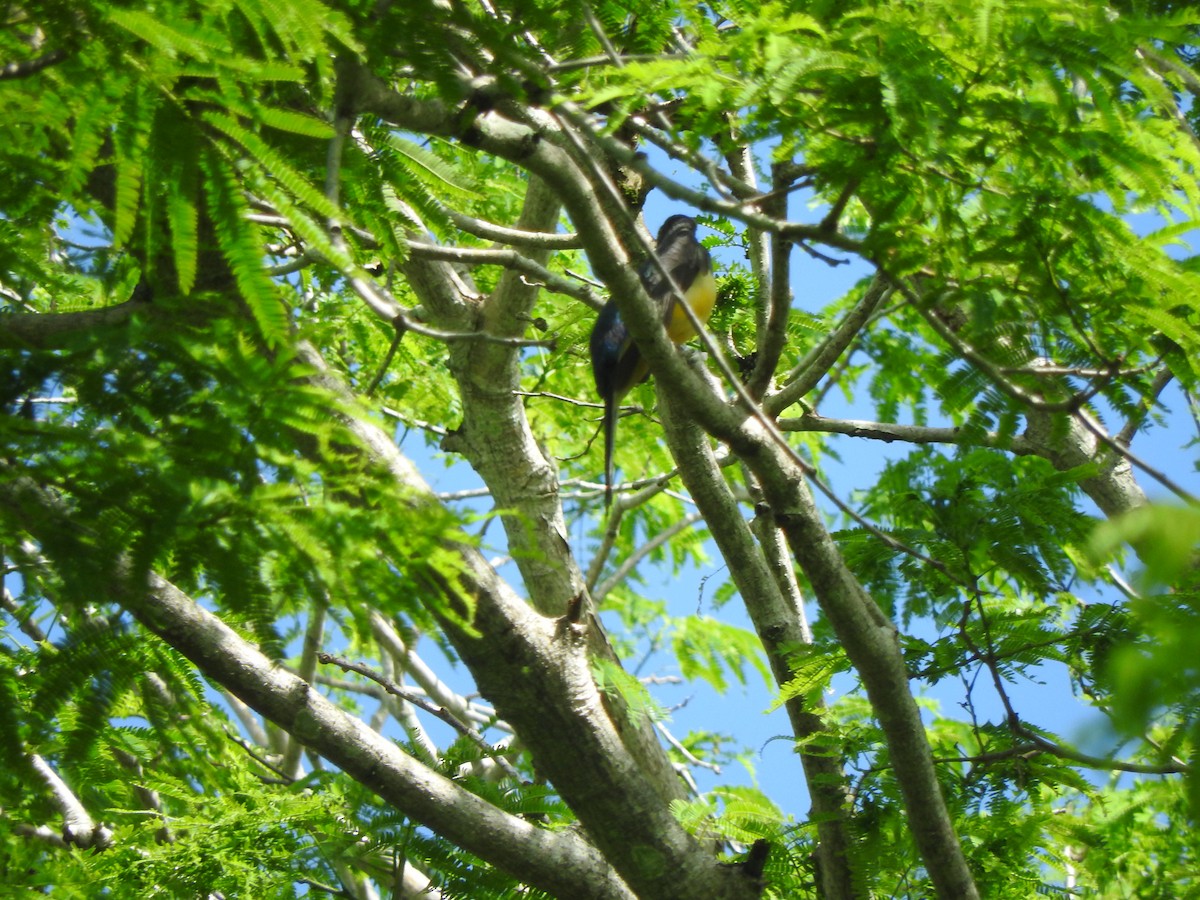 Citreoline Trogon - ML638253661
