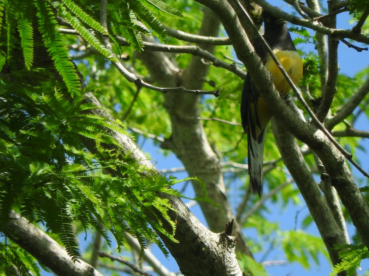 Citreoline Trogon - ML638253663