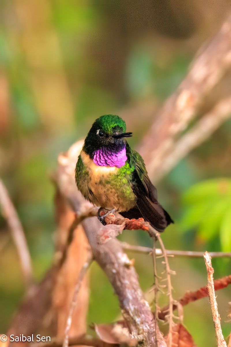 Amethyst-throated Sunangel - ML638253665
