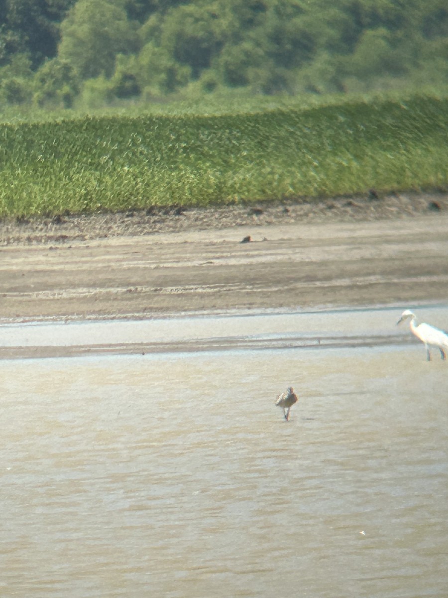 Willet - ML638253669