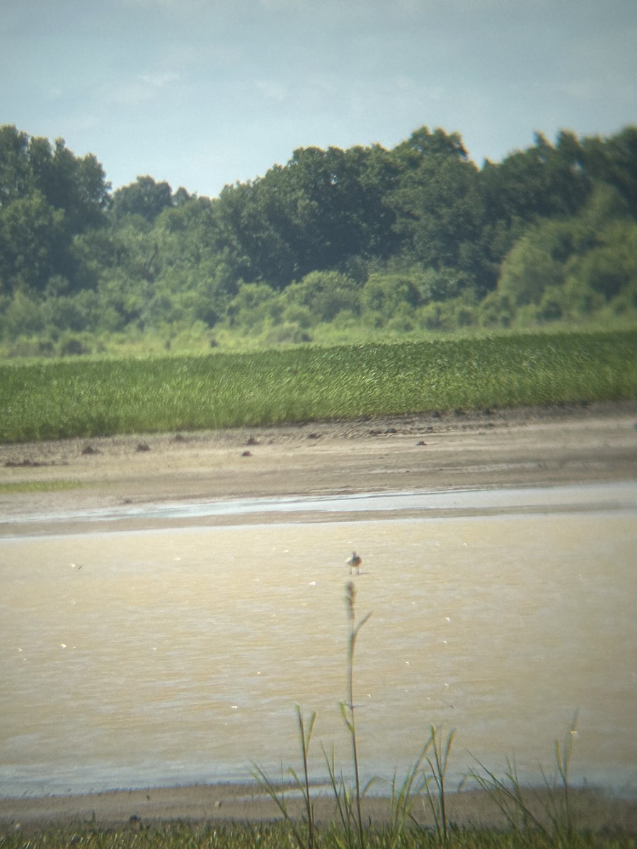 Willet - ML638253670