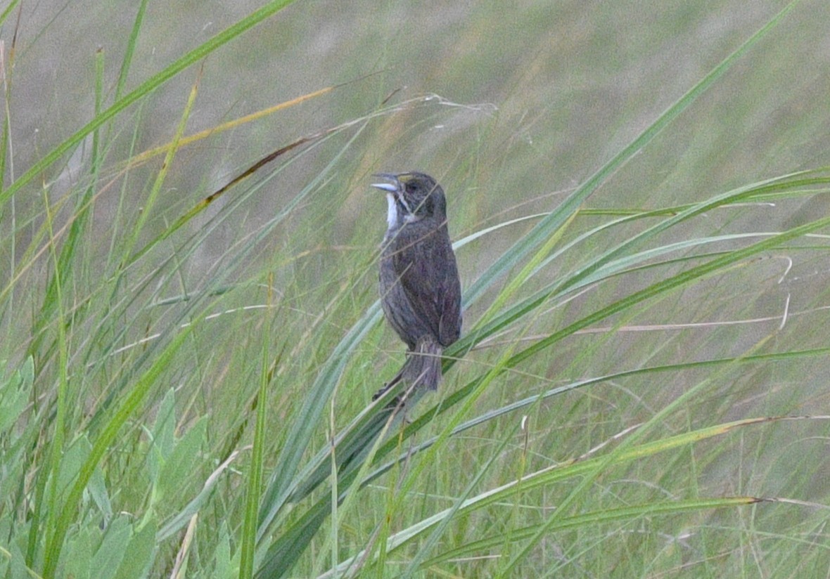 Seaside Sparrow - ML638253684