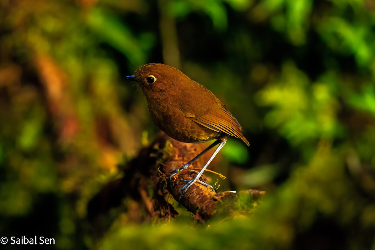 Urubamba Antpitta - ML638253687