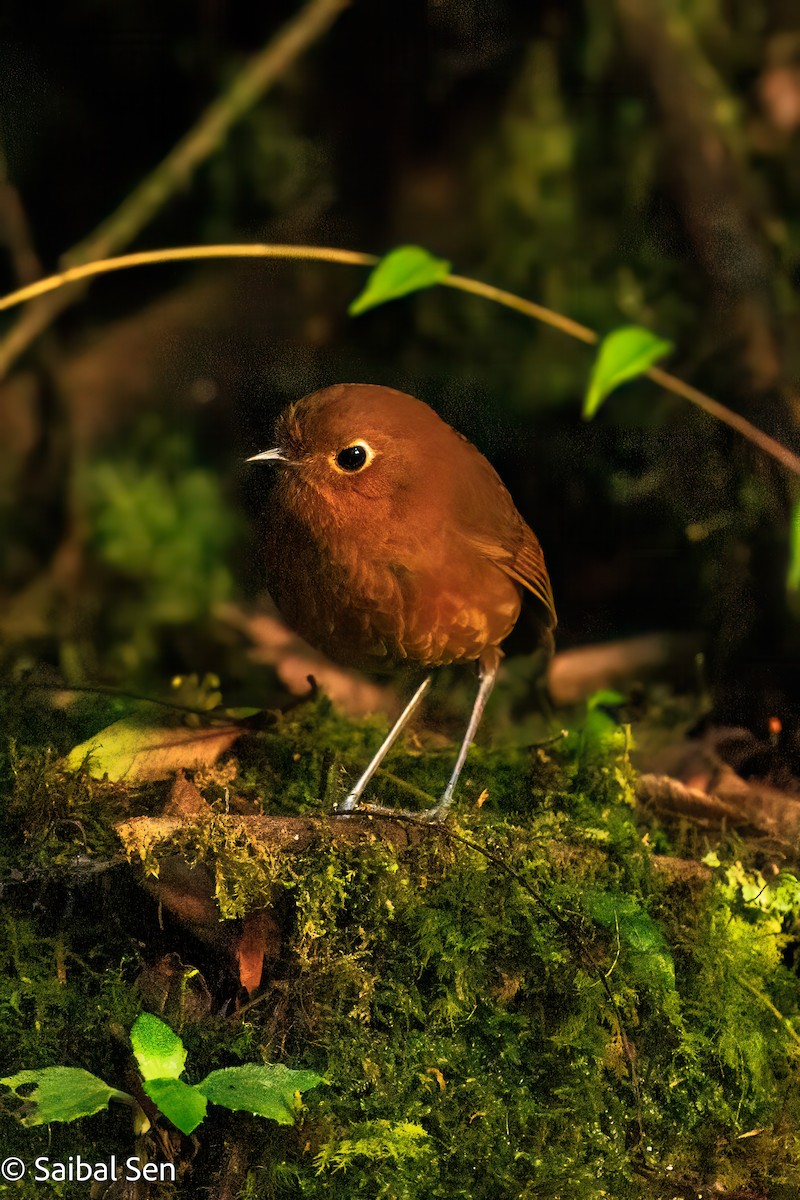 Urubamba Antpitta - ML638253688