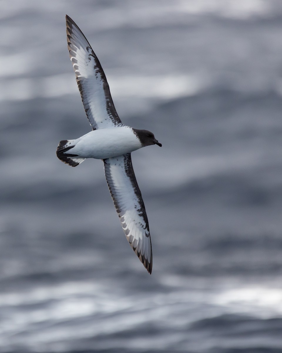 Pintado Petrel - ML638253693