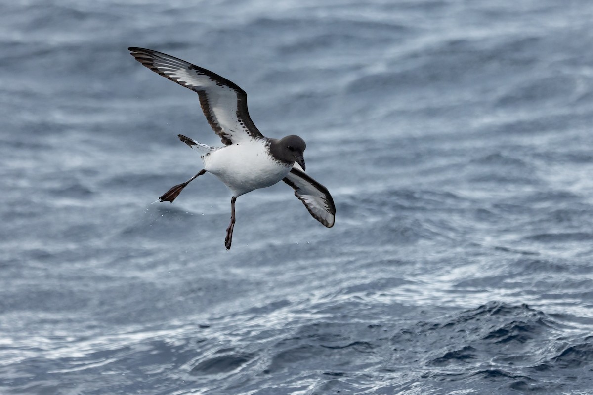 Pintado Petrel - ML638253694