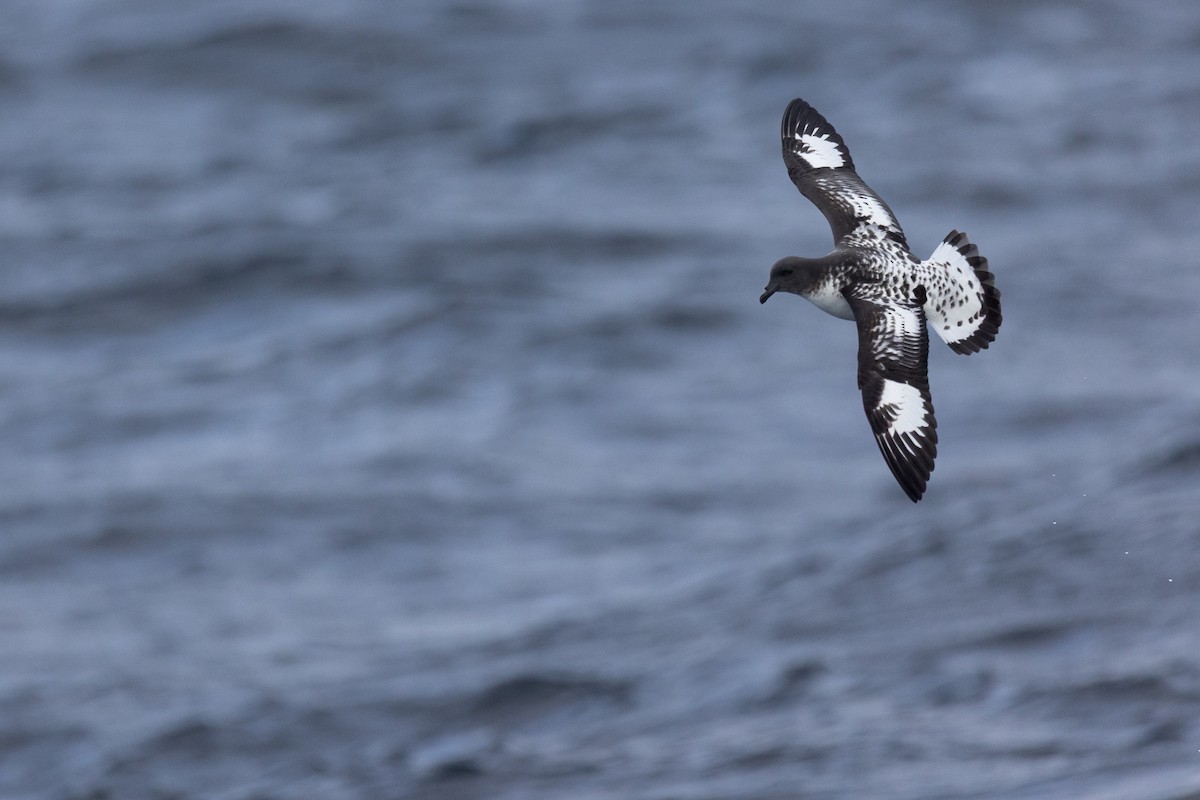 Pintado Petrel - ML638253695