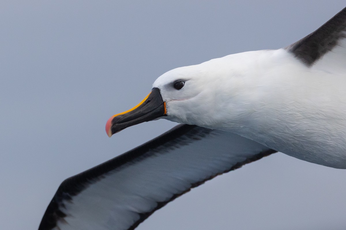 Indian Yellow-nosed Albatross - ML638253703