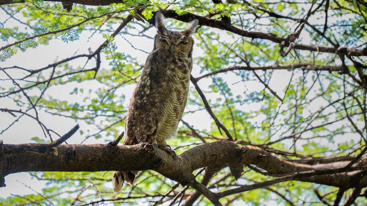 Spotted Eagle-Owl - ML638253716