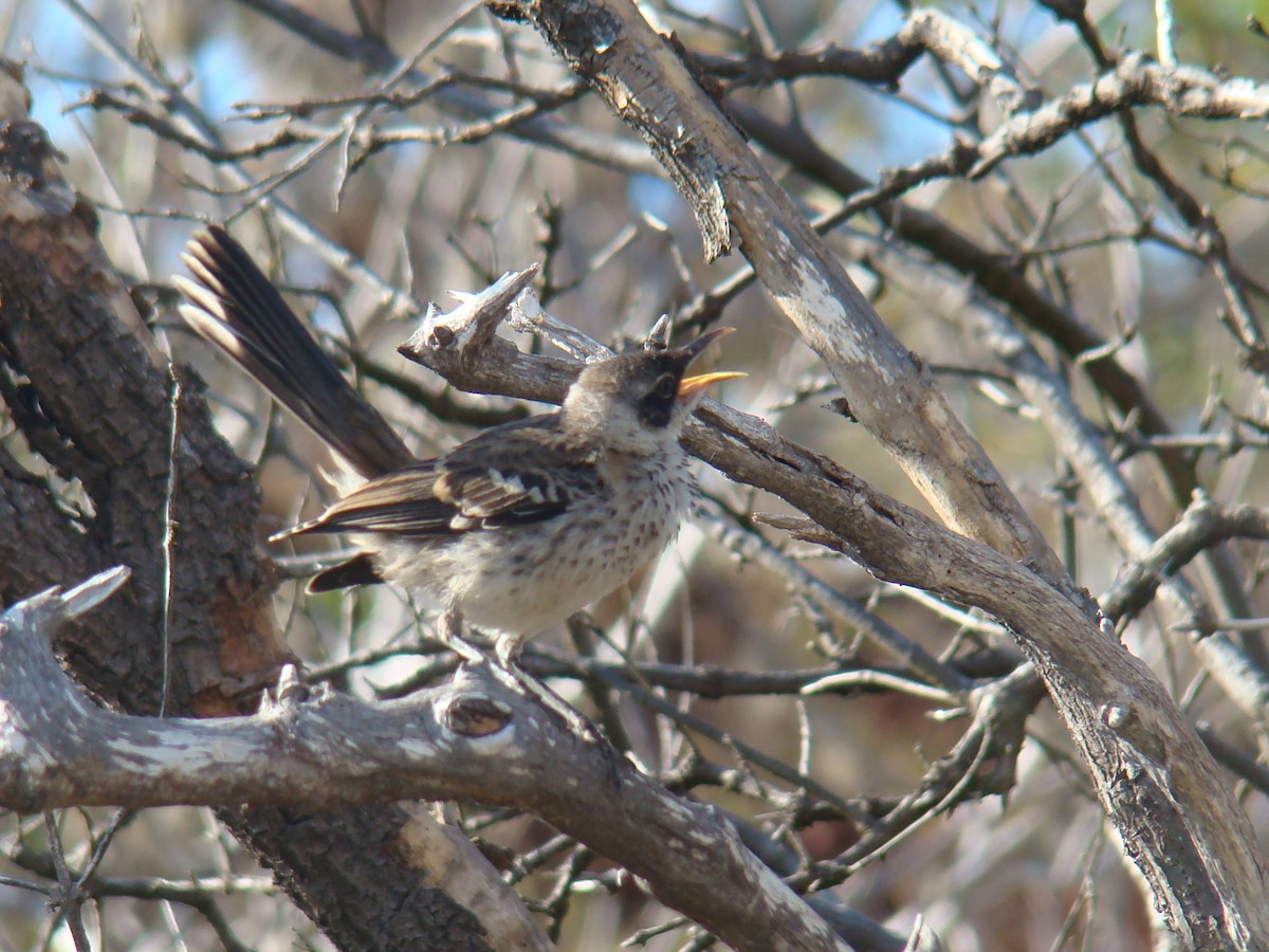 Galapagos Mockingbird - ML638253725