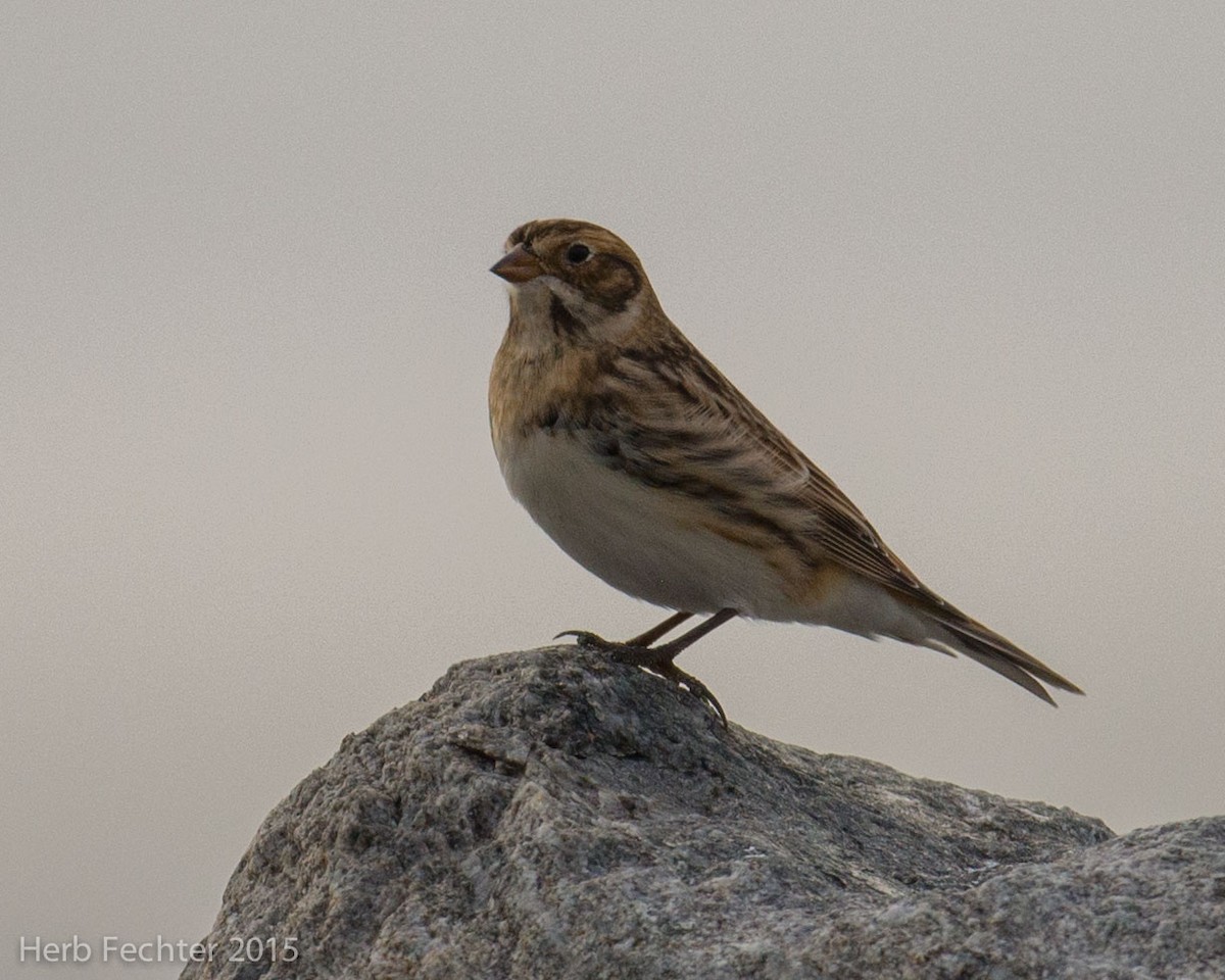 Lapland Longspur - ML638253727