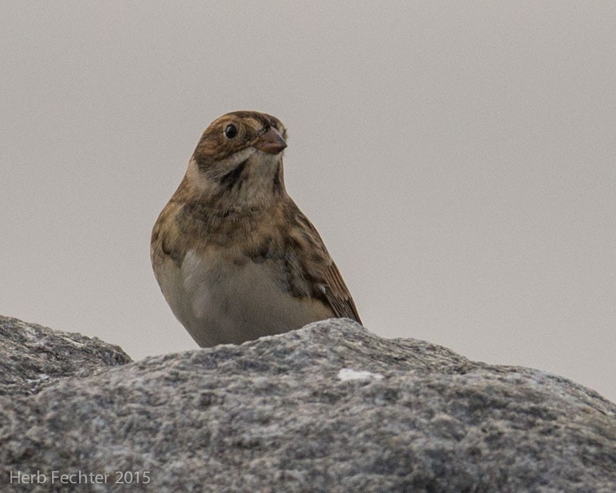 Lapland Longspur - ML638253728