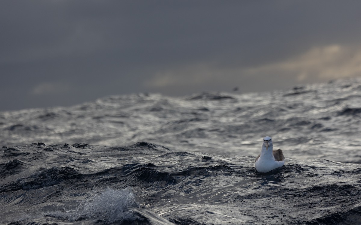 White-capped Albatross - ML638253752