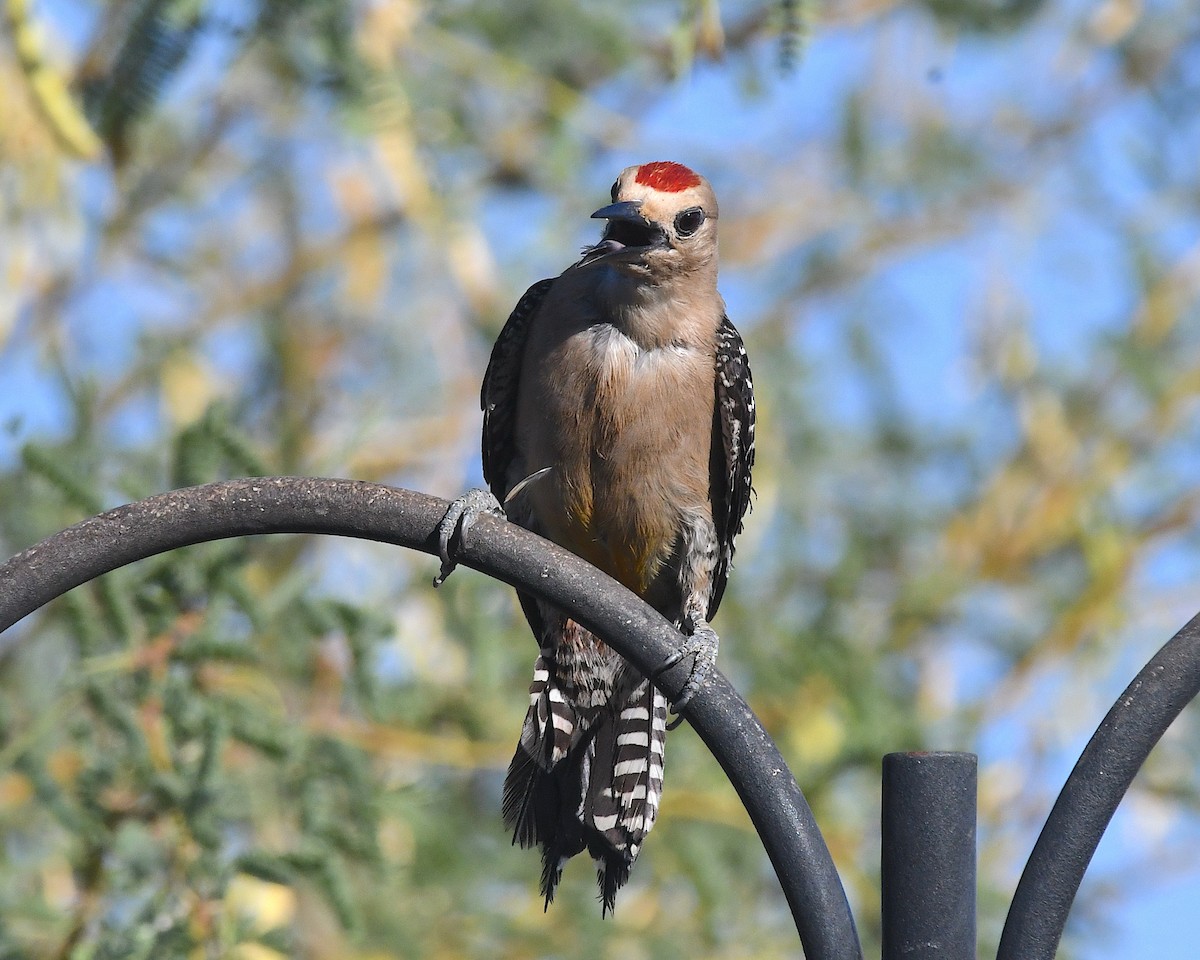 Gila Woodpecker - ML638253795