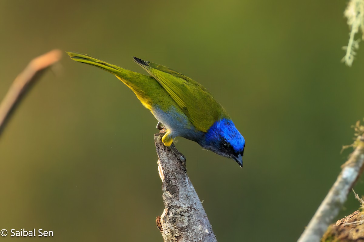 Blue-capped Tanager - ML638253801