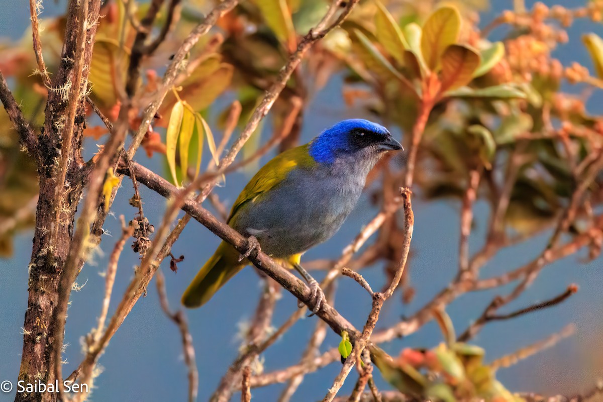 Blue-capped Tanager - ML638253802