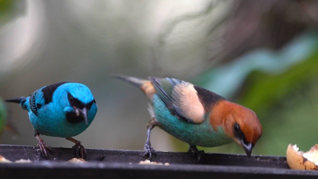 Black-backed Tanager - ML638253807