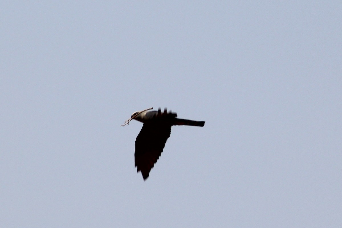 Plumbeous Kite - ML638253812