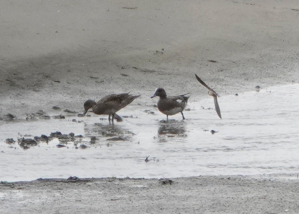 American Wigeon - ML638253817