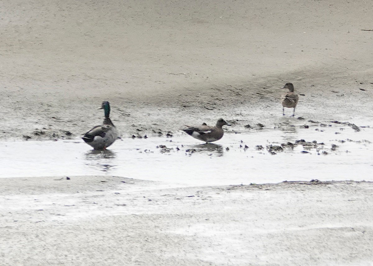American Wigeon - ML638253818