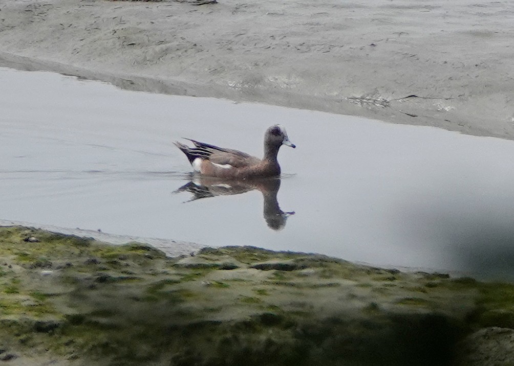 American Wigeon - ML638253819