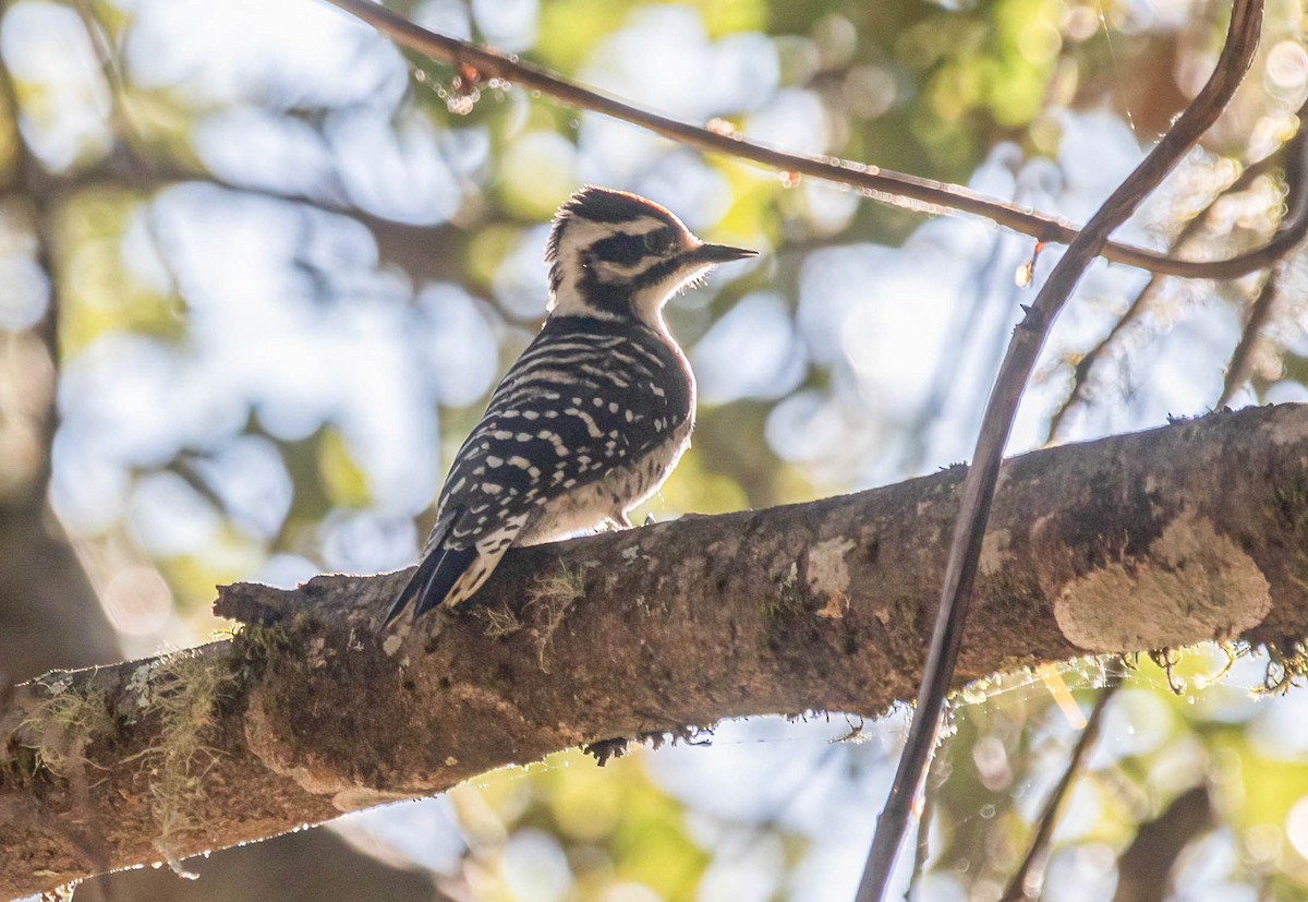 Nuttall's Woodpecker - ML638253828