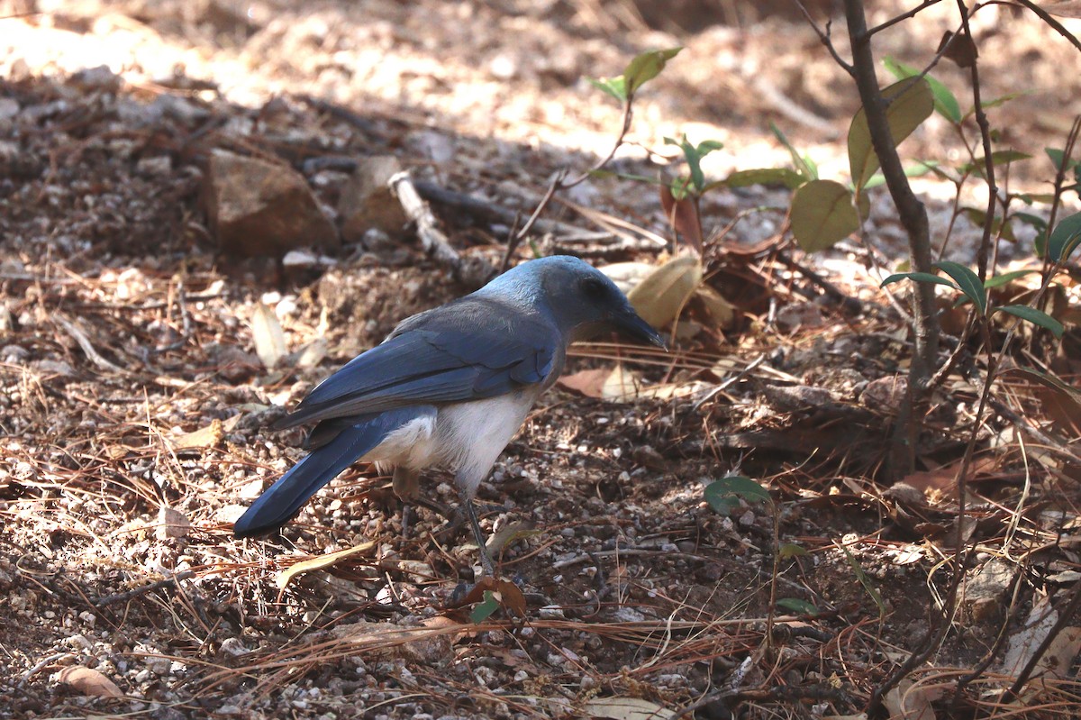 Mexican Jay - ML638253831