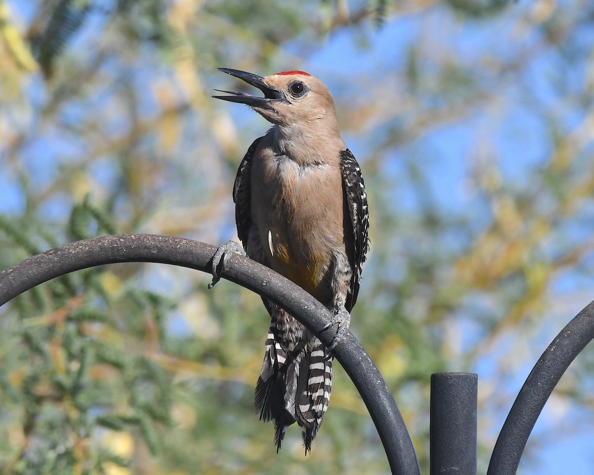 Gila Woodpecker - ML638253838