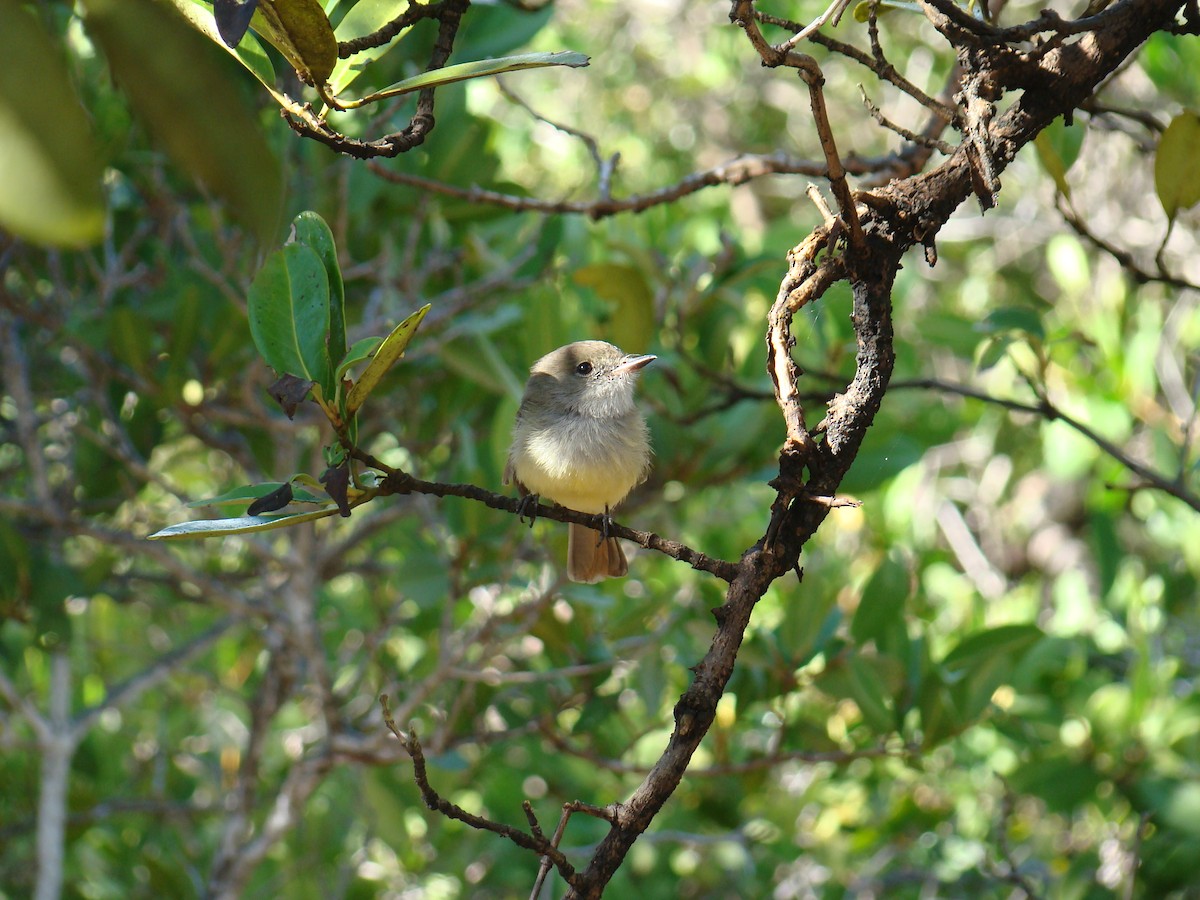 Galapagos Flycatcher - ML638253846
