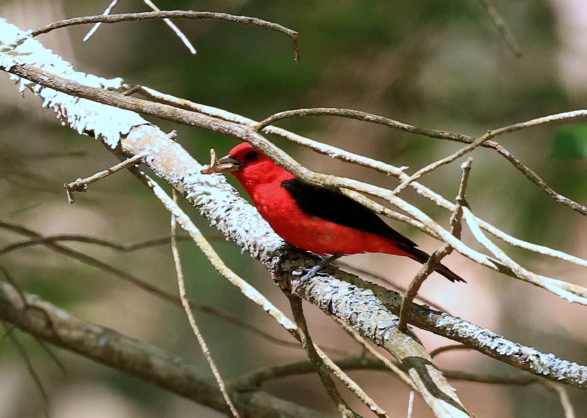 Scarlet Tanager - ML638253866