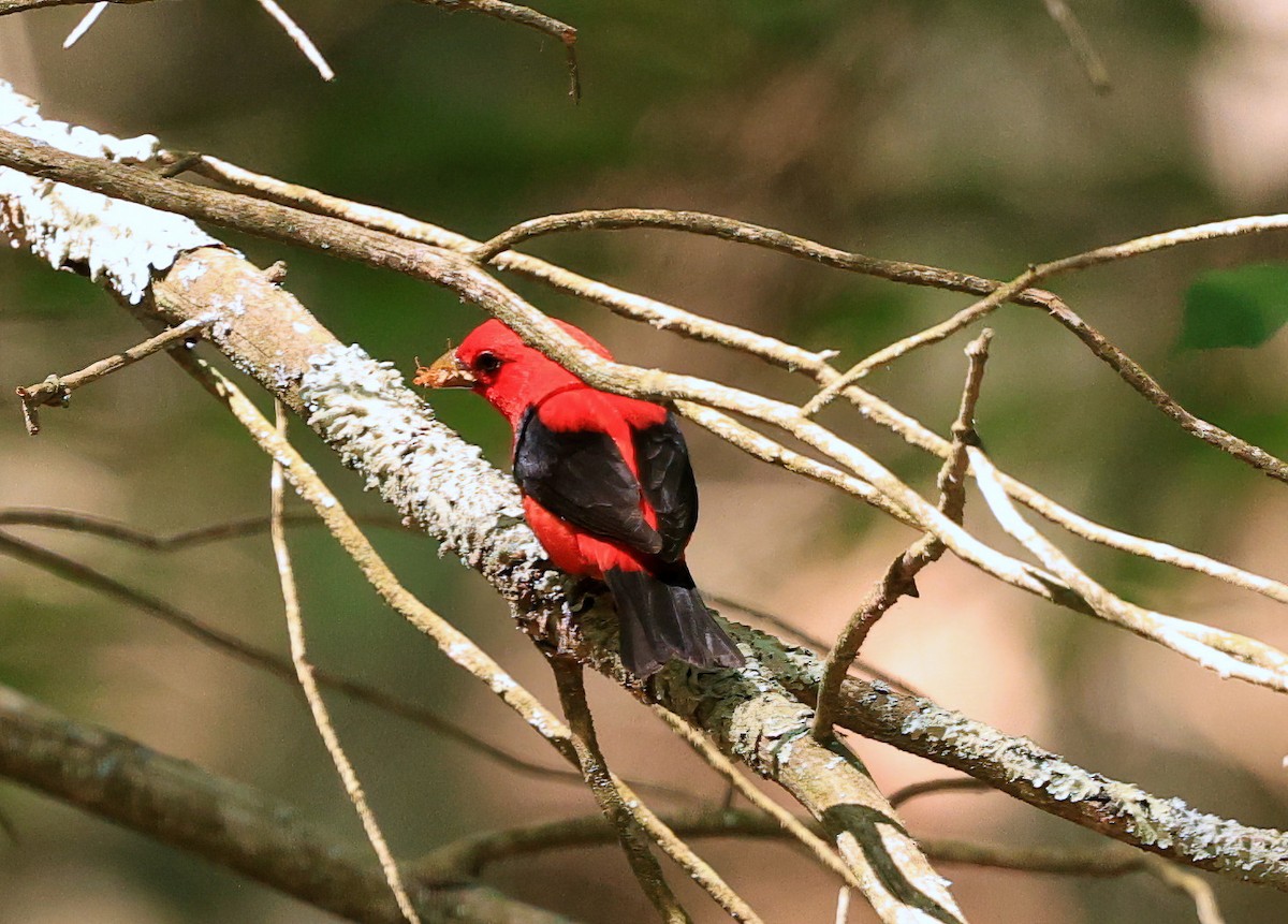 Scarlet Tanager - ML638253872