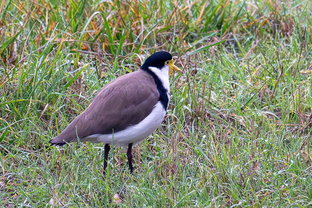 Masked Lapwing - ML638253873