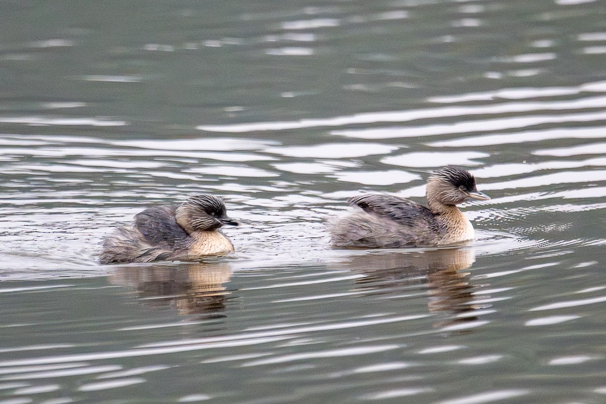 Hoary-headed Grebe - ML638253890