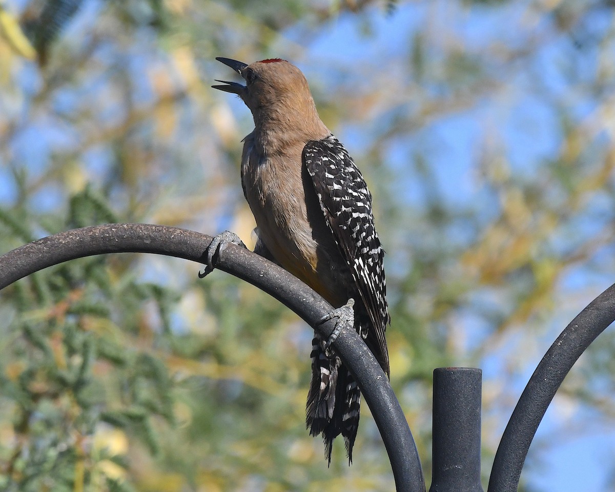 Gila Woodpecker - ML638253895