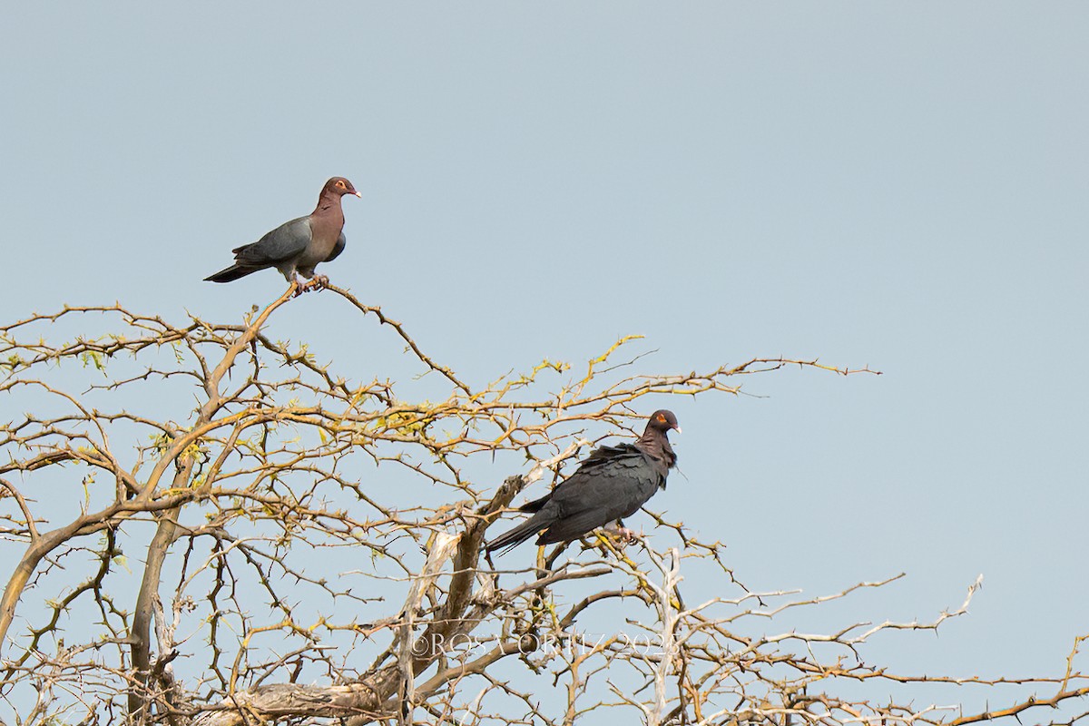 Scaly-naped Pigeon - ML638253908