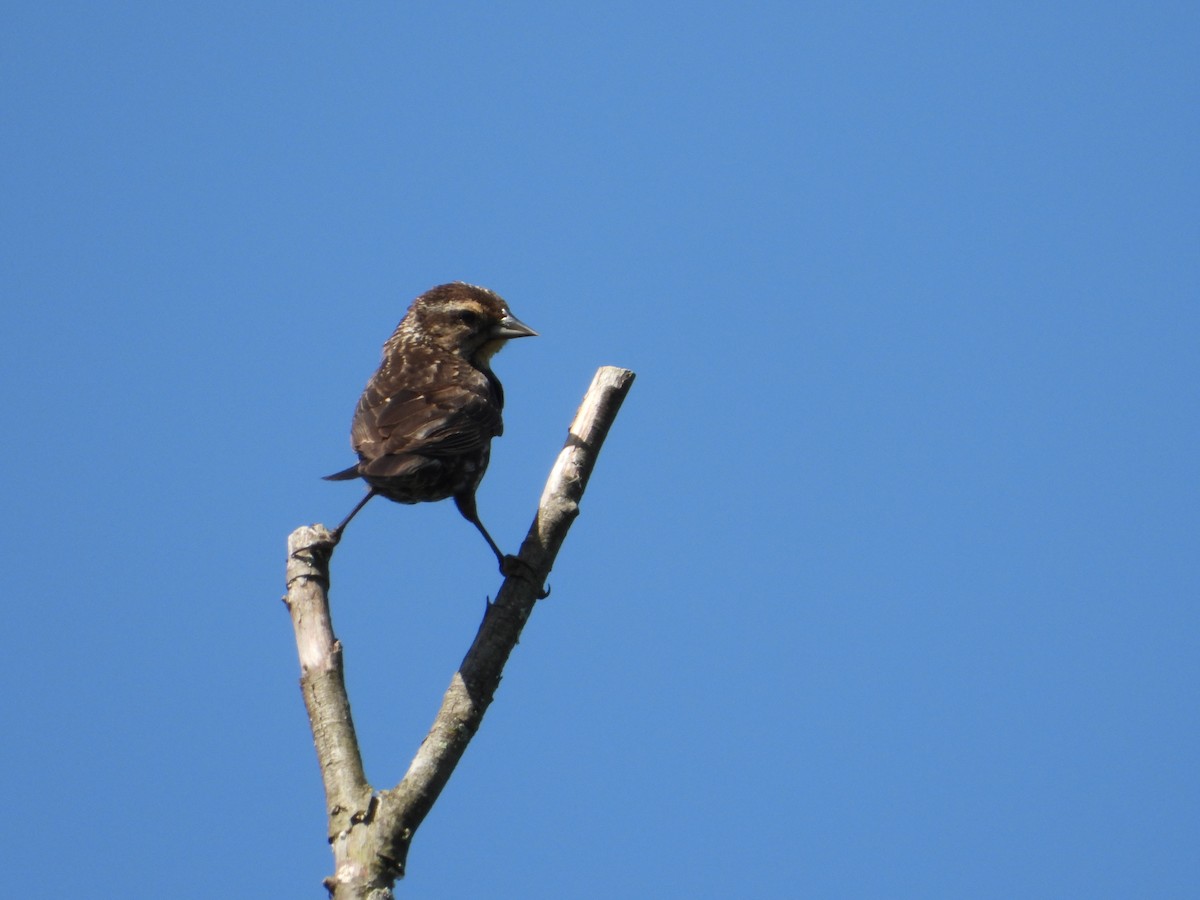 Red-winged Blackbird - ML638253914