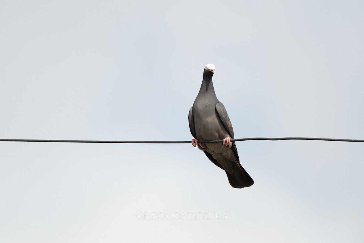 White-crowned Pigeon - ML638253944