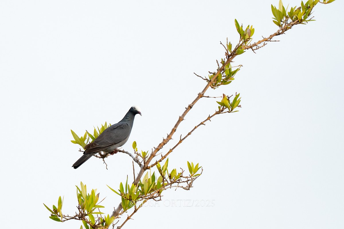 White-crowned Pigeon - ML638253945