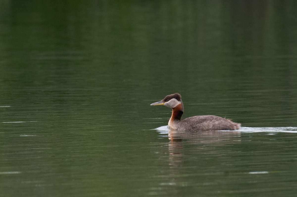 Red-necked Grebe - ML638253977