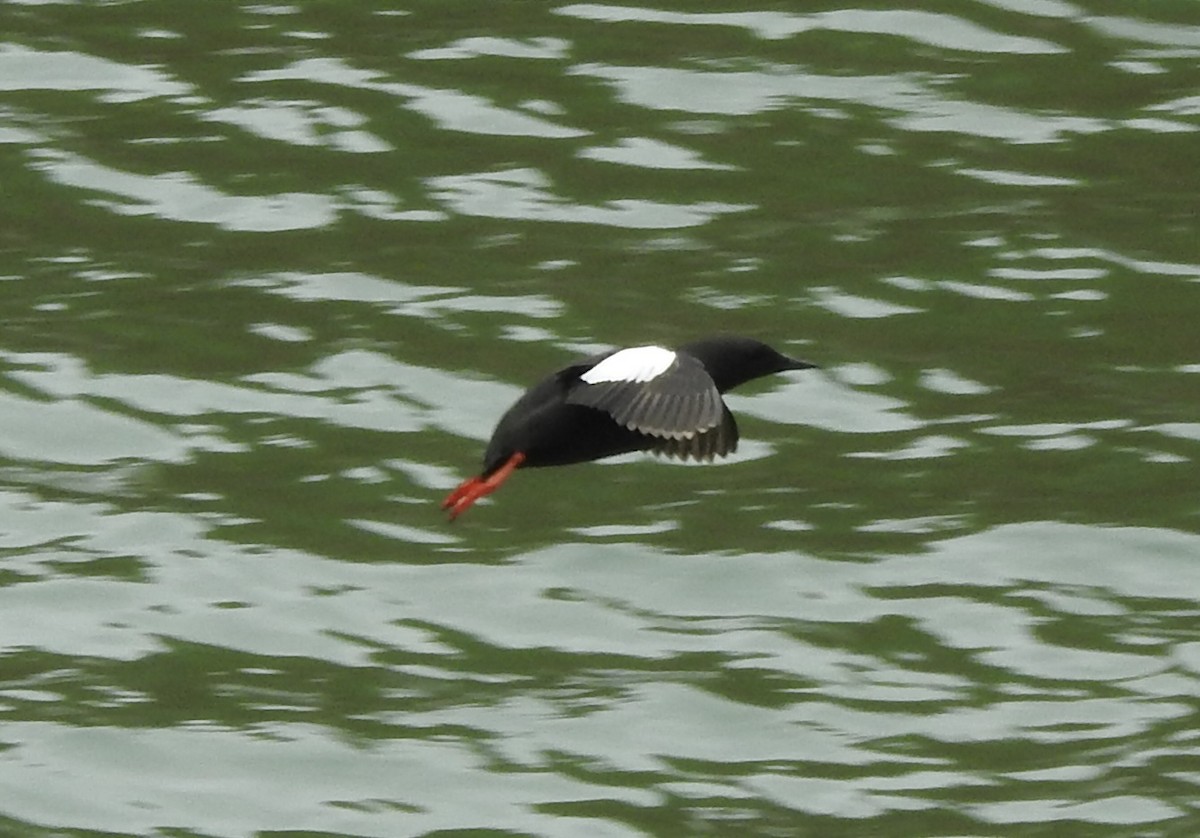 Black Guillemot - ML638253986