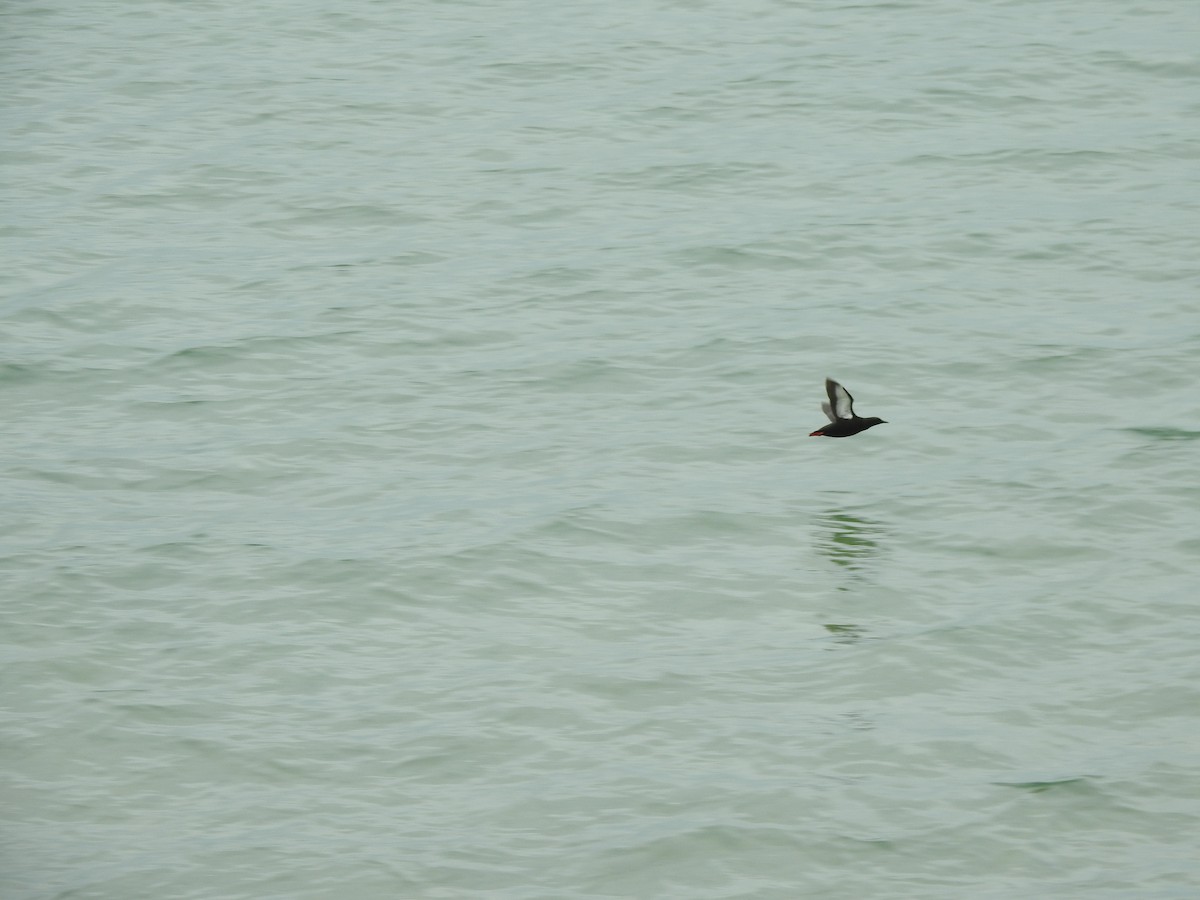 Black Guillemot - ML638253990