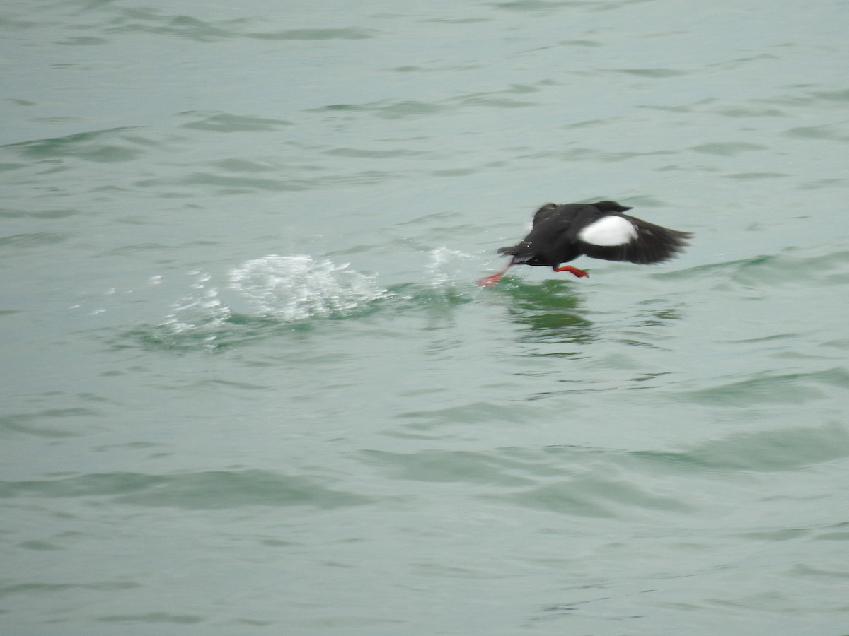 Black Guillemot - ML638253997