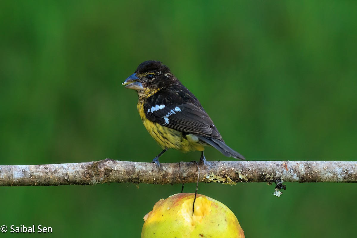 Black-backed Grosbeak - ML638254007