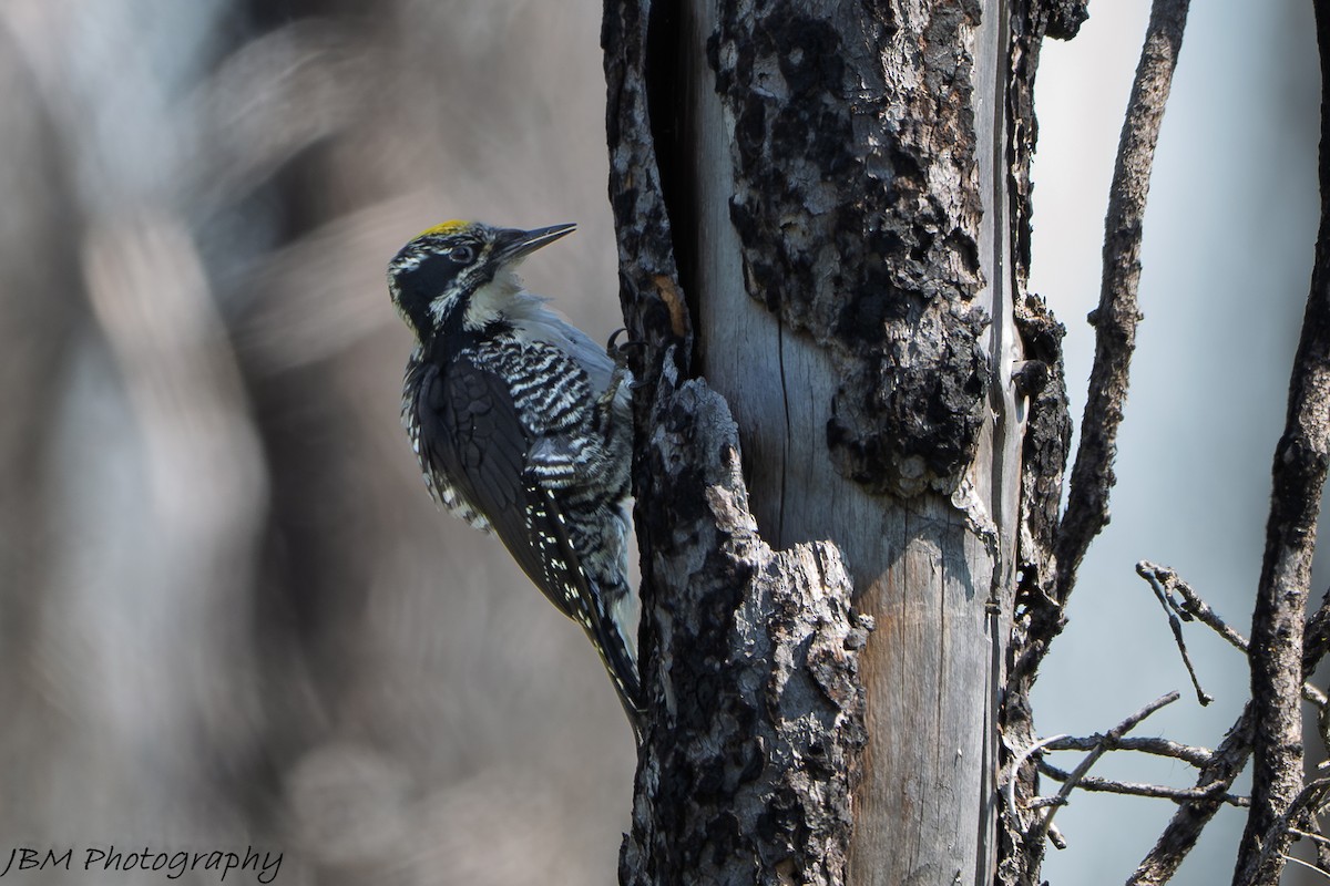 American Three-toed Woodpecker - ML638254024